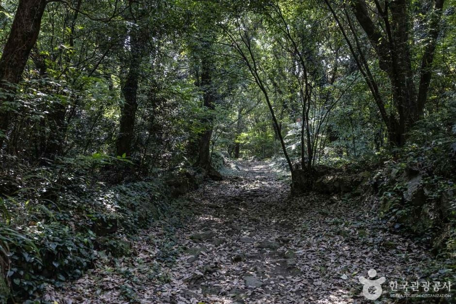 금산공원(납읍난대림지대) 여행 추천 - 로드트립