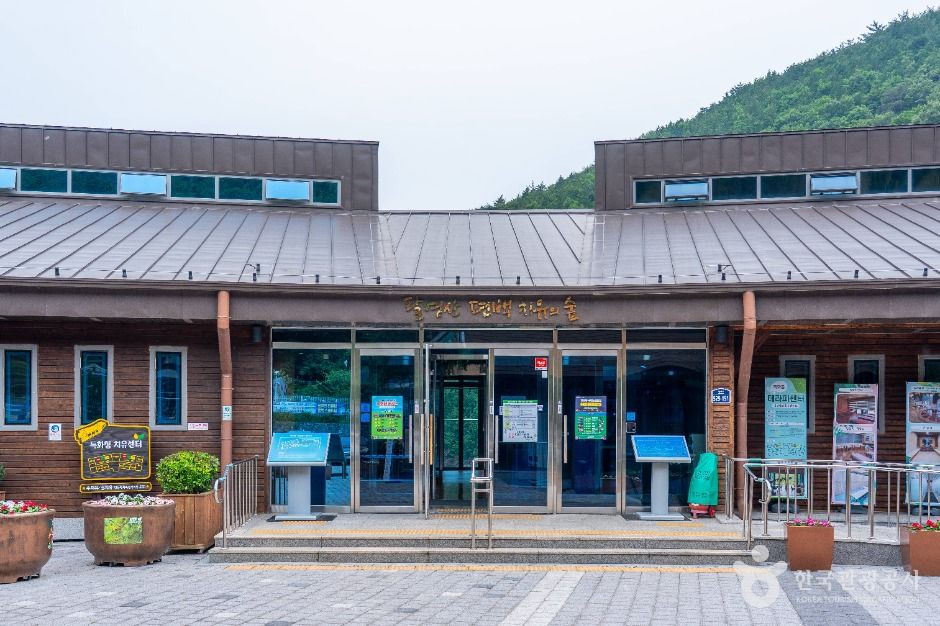 팔영산 편백 치유의 숲 여행 추천 - 로드트립