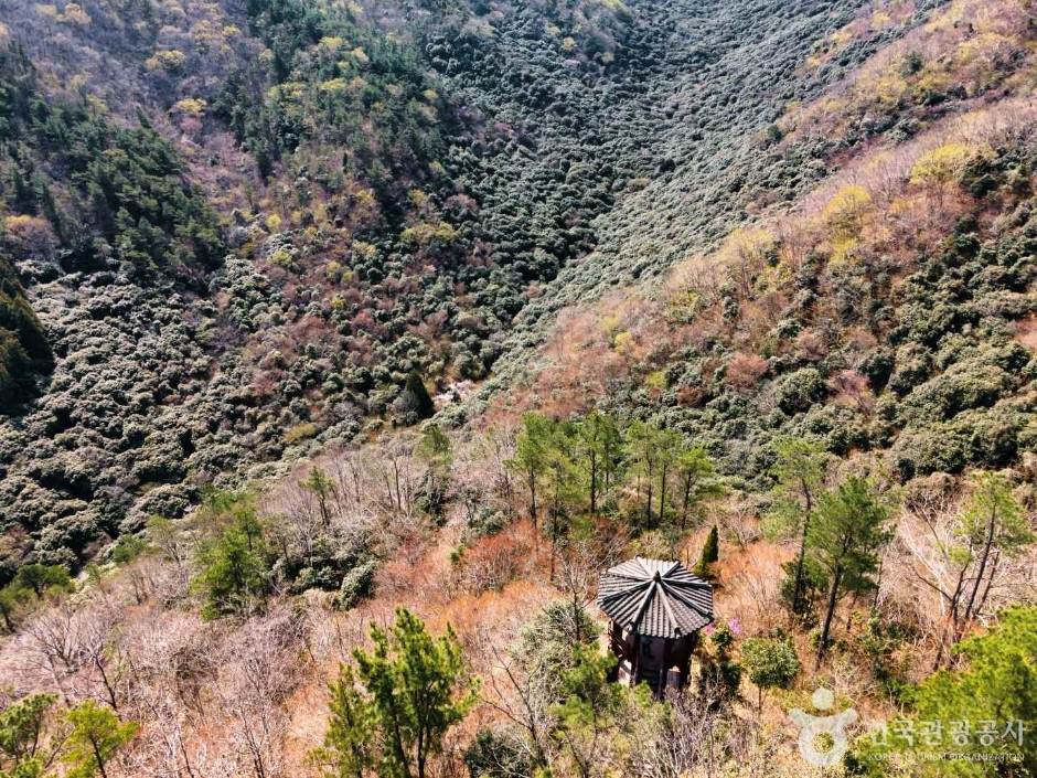천관산동백생태숲 여행 추천 - 로드트립