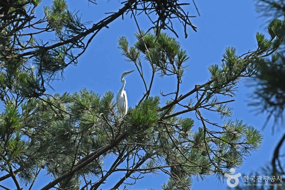 무안 용월리 백로와 왜가리 번식지 여행 추천 - 로드트립