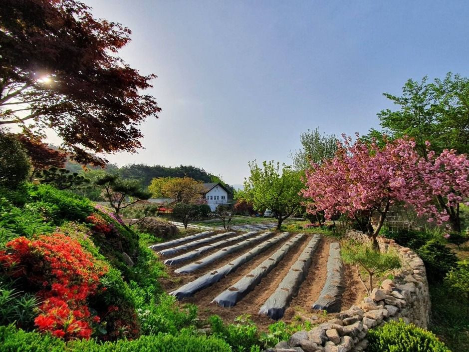 문경오미자체험촌 여행 추천 - 로드트립