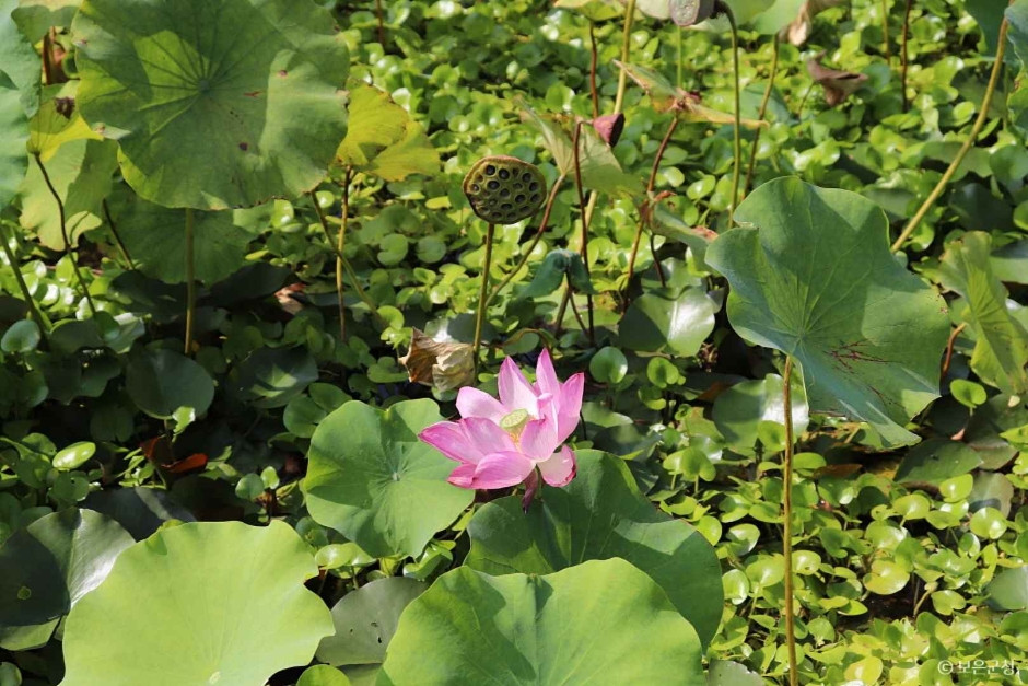 속리산연꽃단지 여행 추천 - 로드트립