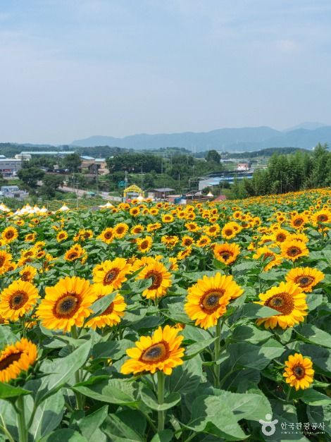 강주 해바라기마을 여행 추천 - 로드트립