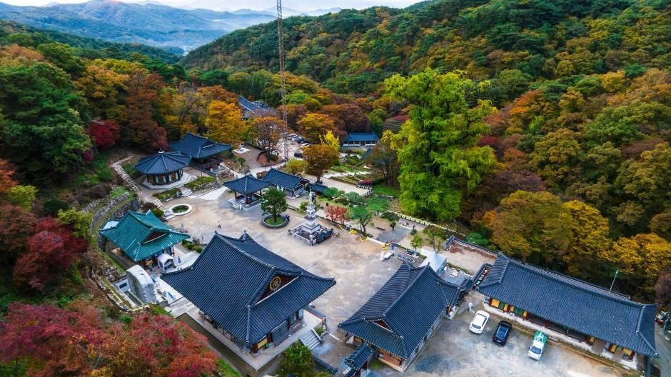 양평 용문사 은행나무 여행 추천 - 로드트립