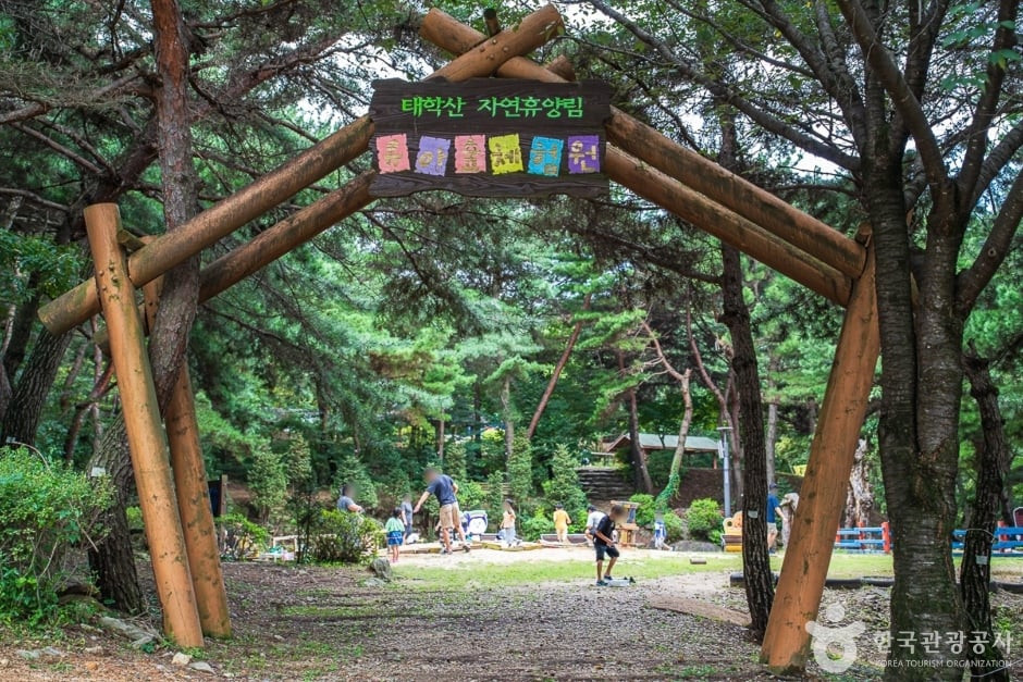 태학산 치유의 숲 여행 추천 - 로드트립