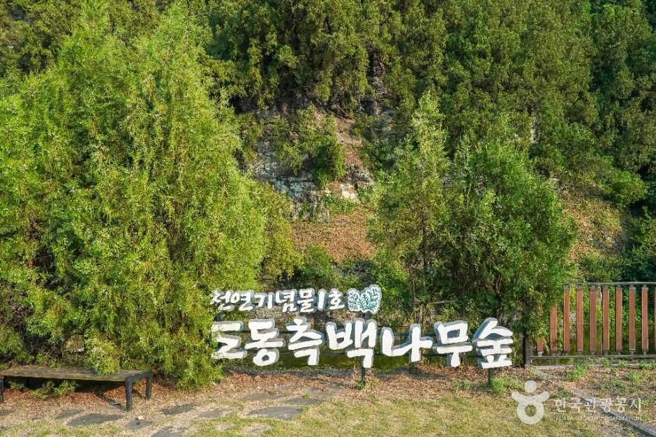 대구 도동 측백나무 숲 여행 추천 - 로드트립