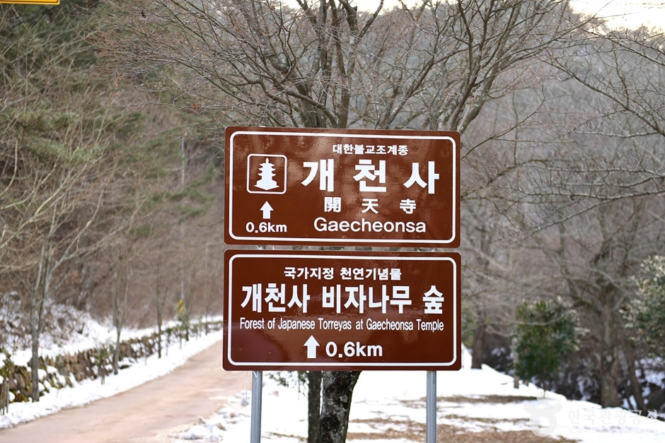 개천사 비자나무숲 여행 추천 - 로드트립