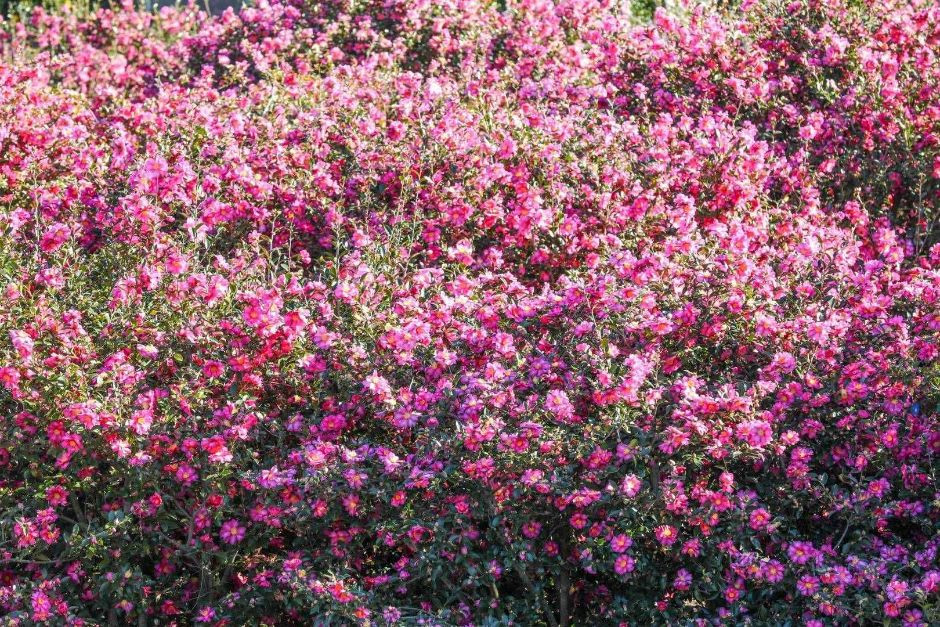 휴애리자연생활공원 여행 추천 - 로드트립