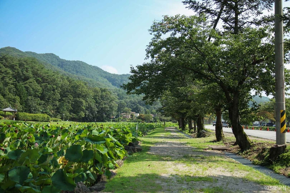 속리산연꽃단지 여행 추천 - 로드트립