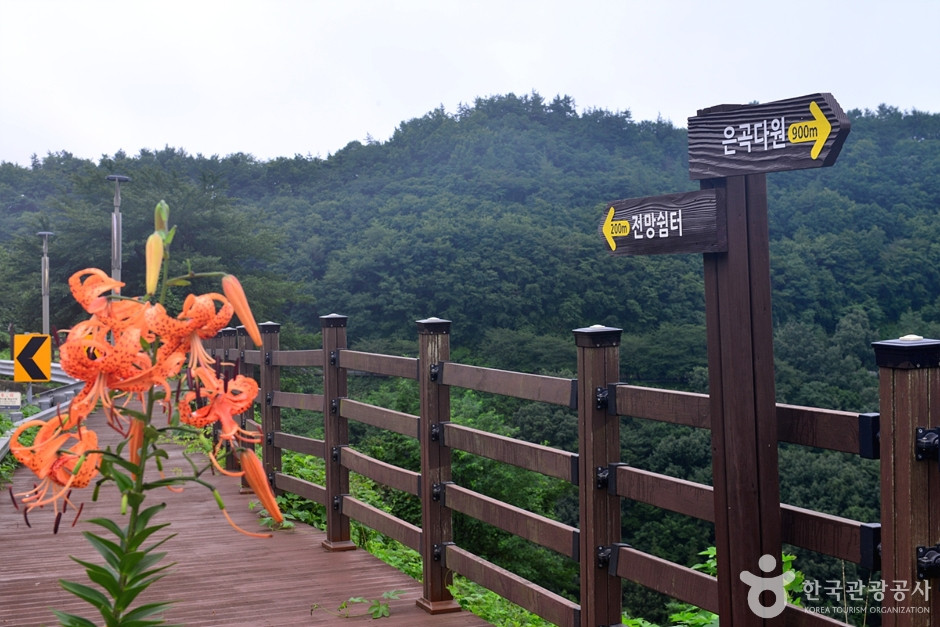 보성 차밭 전망대 여행 추천 - 로드트립