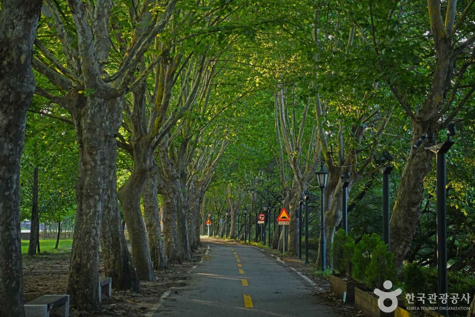 플라타너스 별빛 달빛 길 여행 추천 - 로드트립