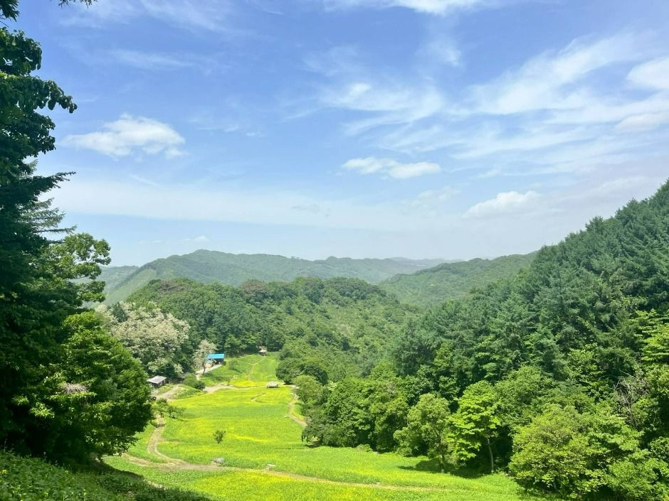 추정리 메밀밭 여행 추천 - 로드트립