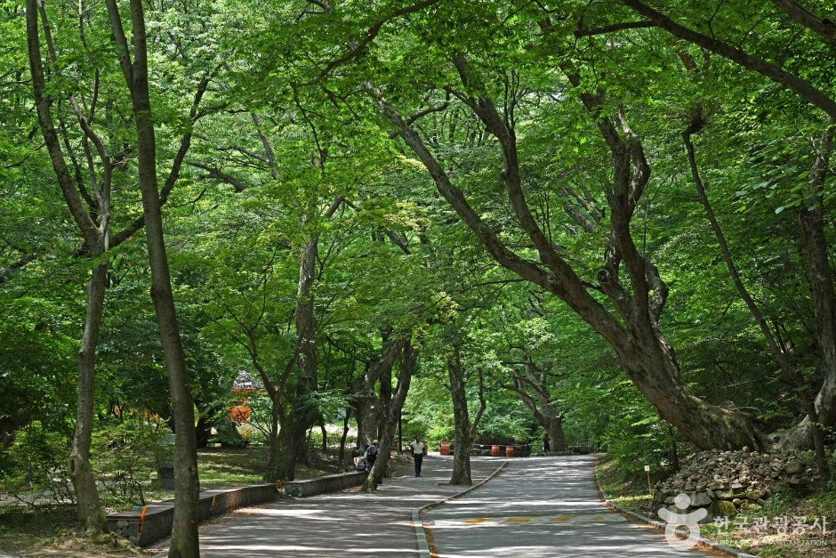 동학사계곡 여행 추천 - 로드트립