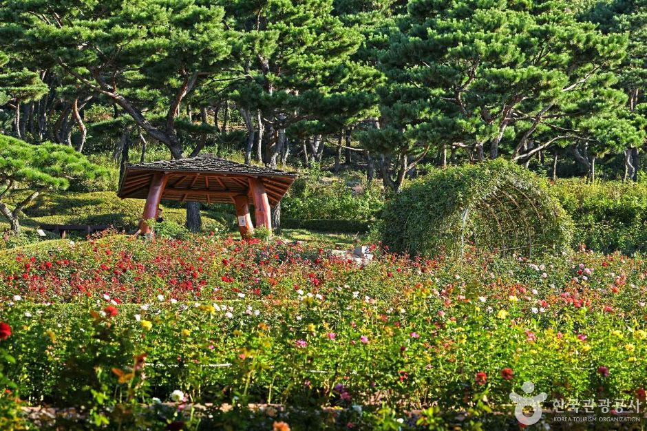 계양산장미원 여행 추천 - 로드트립