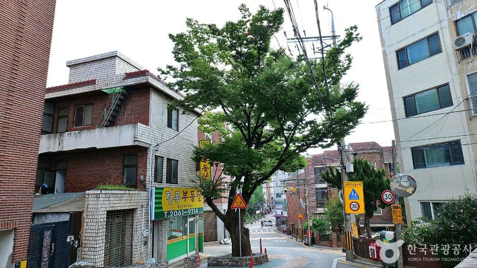150년 수령 느티나무 여행 추천 - 로드트립