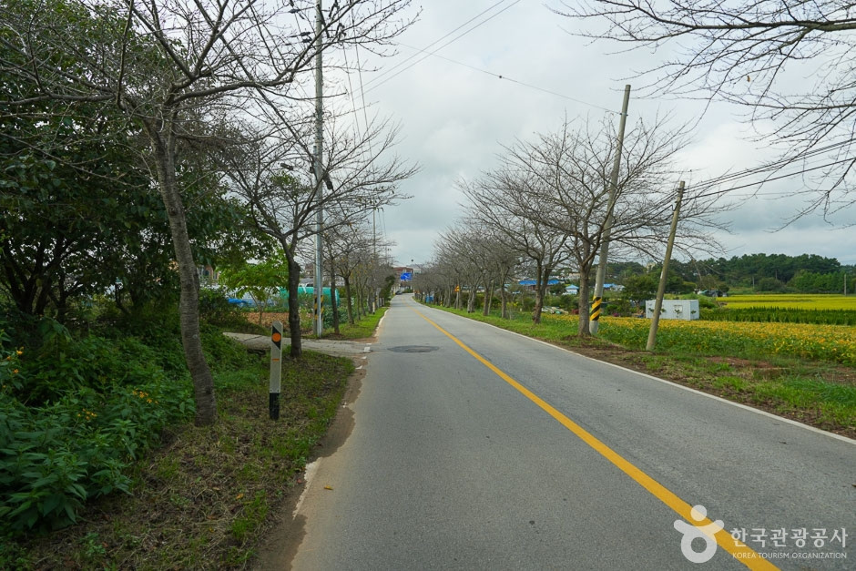 남면 벚꽃길 여행 추천 - 로드트립
