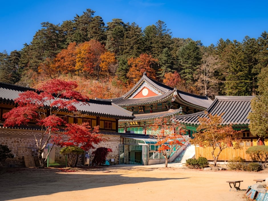 월정사·월정사 전나무숲 여행 추천 - 로드트립