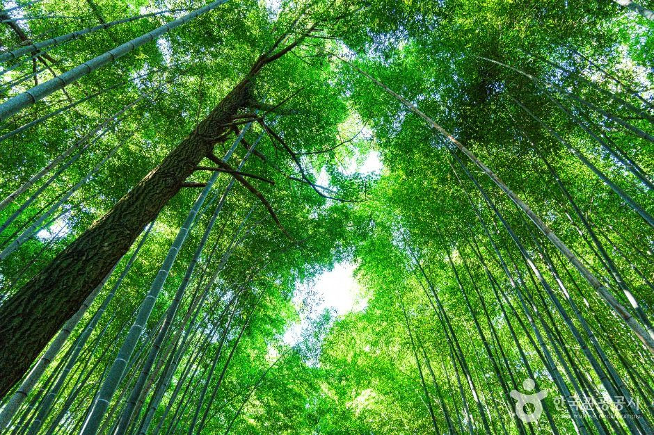 고창읍성 맹종죽림 여행 추천 - 로드트립