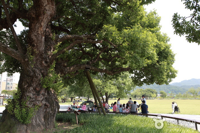성주 경산리 성밖숲 여행 추천 - 로드트립