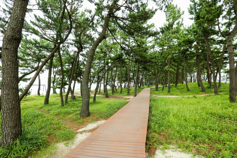경포해수욕장 여행 추천 - 로드트립