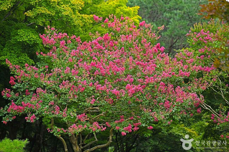 내장산수목원 여행 추천 - 로드트립