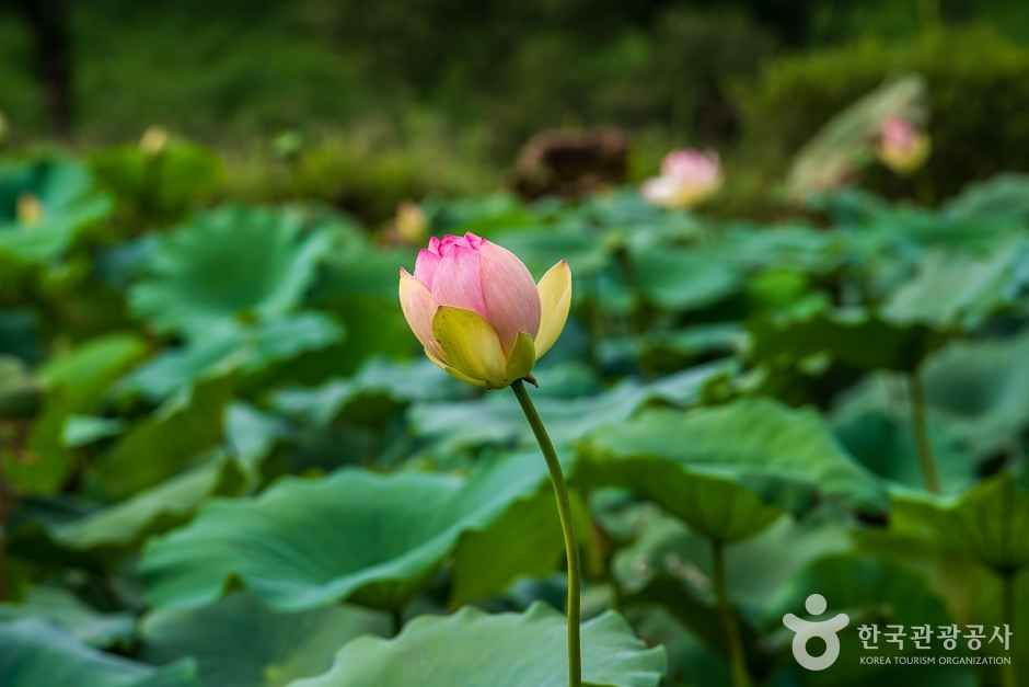 조천연꽃공원 여행 추천 - 로드트립