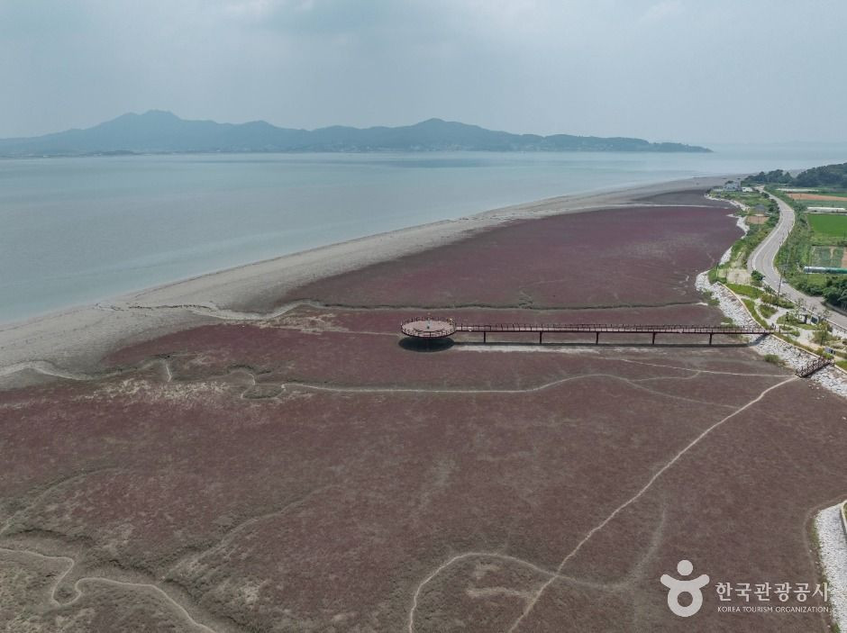 석모도 칠면초 군락지 여행 추천 - 로드트립