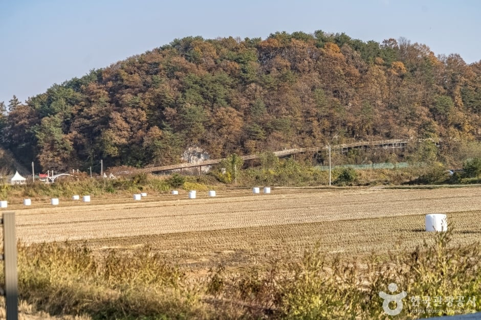 원주섬강자작나무숲둘레길 여행 추천 - 로드트립