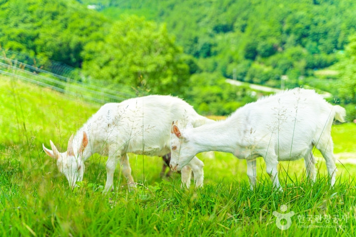 몽토랑 산양목장 여행 추천 - 로드트립