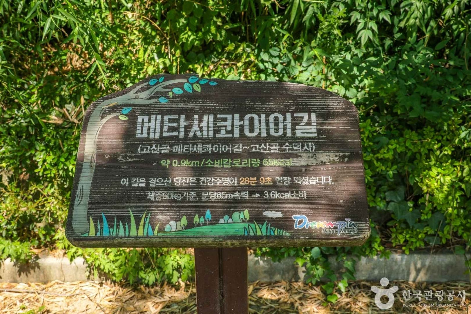 고산골 메타쉐콰이어길 여행 추천 - 로드트립