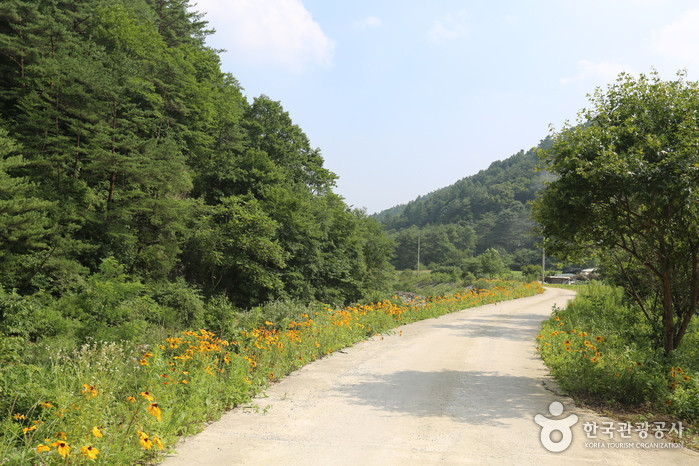 구룡산(강원) 여행 추천 - 로드트립