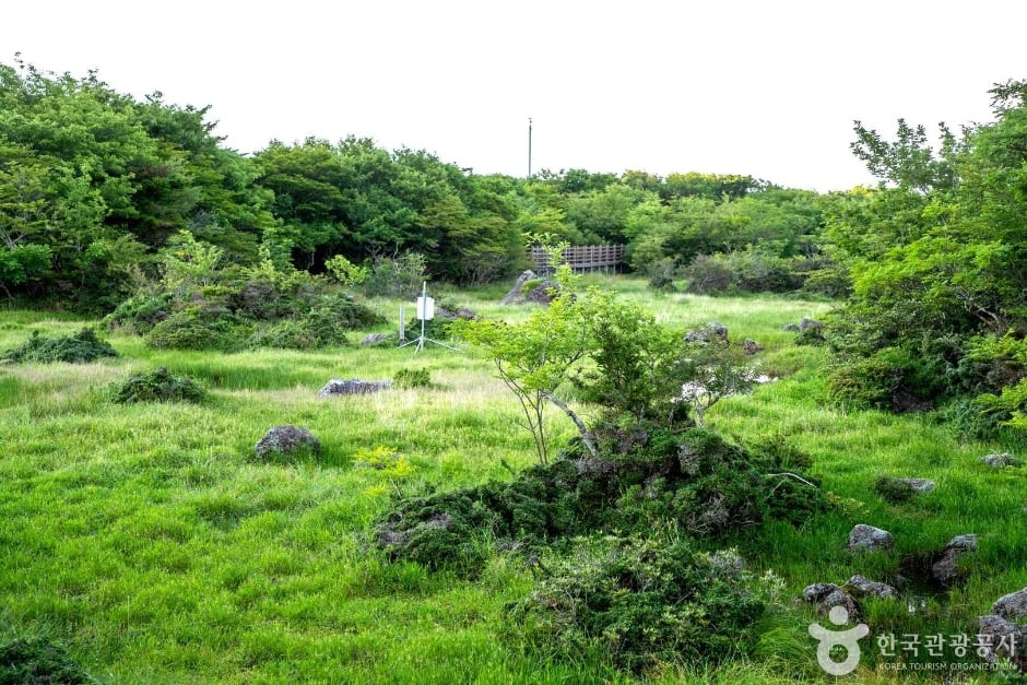 1100고지습지 여행 추천 - 로드트립