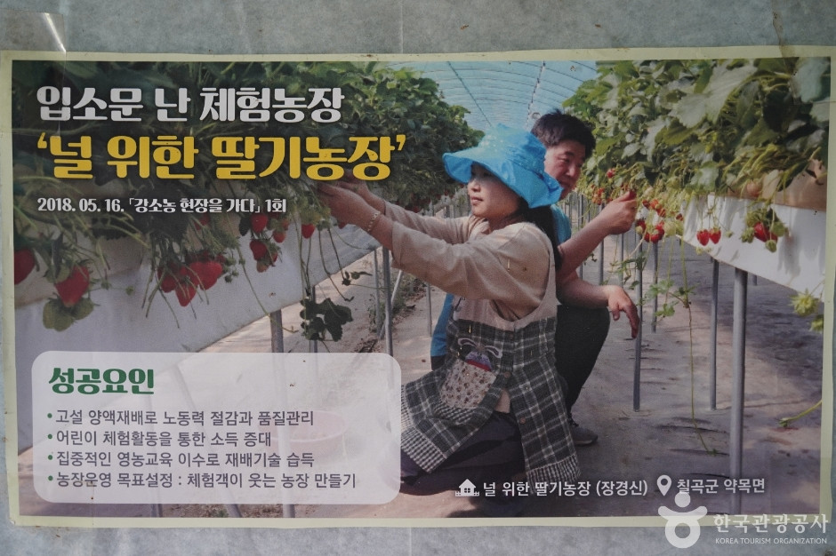 널위한딸기농장 여행 추천 - 로드트립