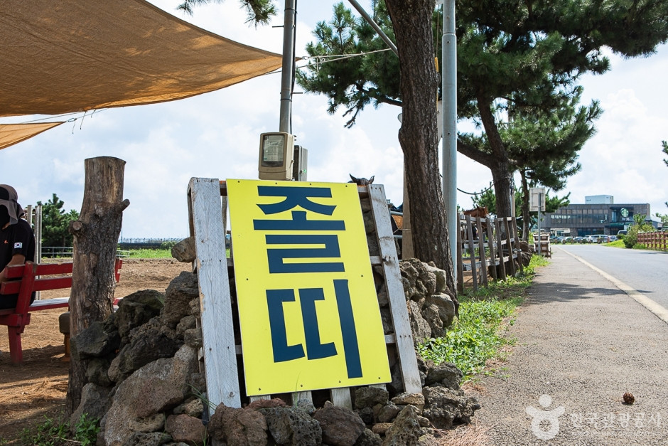 졸띠유채밭 여행 추천 - 로드트립