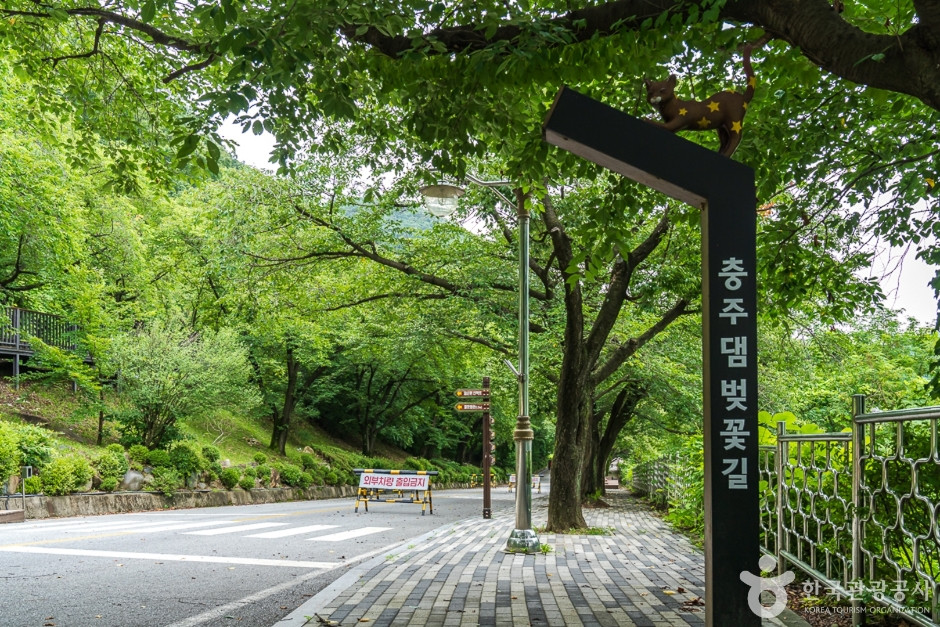 충주댐 벚꽃길 여행 추천 - 로드트립