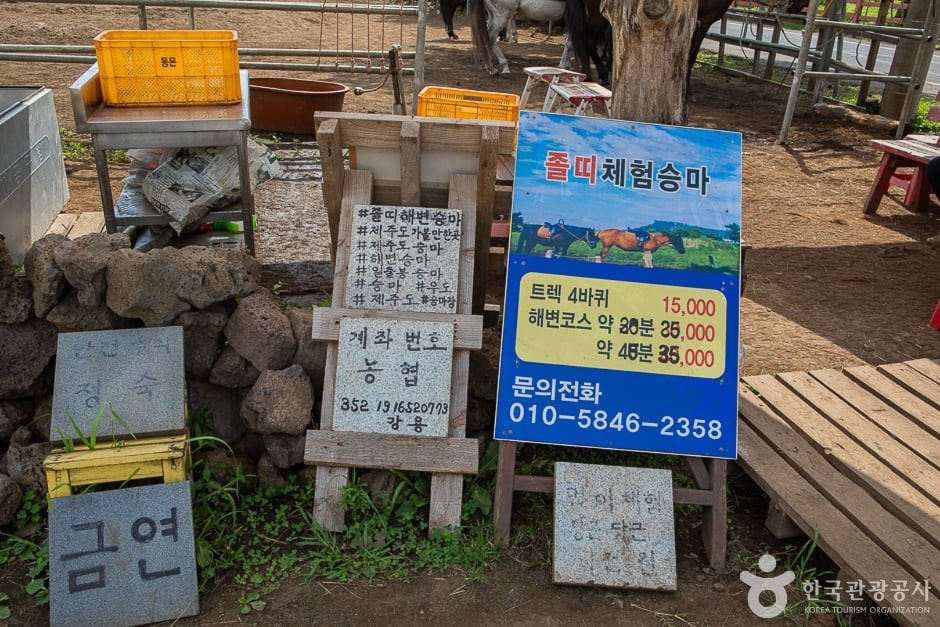 졸띠유채밭 여행 추천 - 로드트립