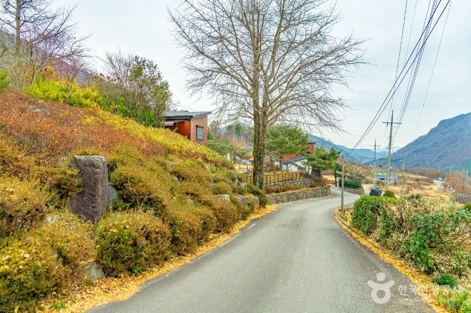 화순 수만리들국화마을 여행 추천 - 로드트립
