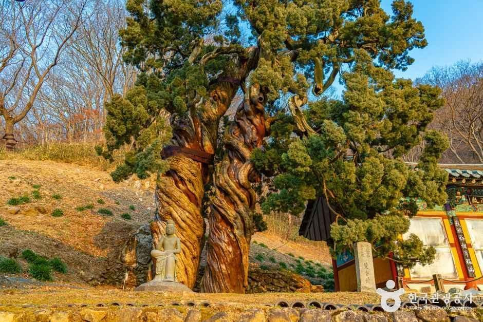 순천 송광사 천자암 쌍향수(곱향나무) 여행 추천 - 로드트립