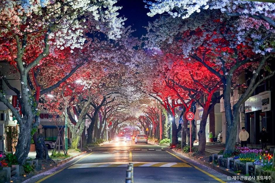 전농로 벚꽃거리 여행 추천 - 로드트립