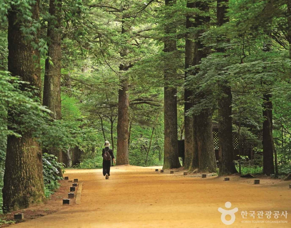 월정사·월정사 전나무숲 여행 추천 - 로드트립