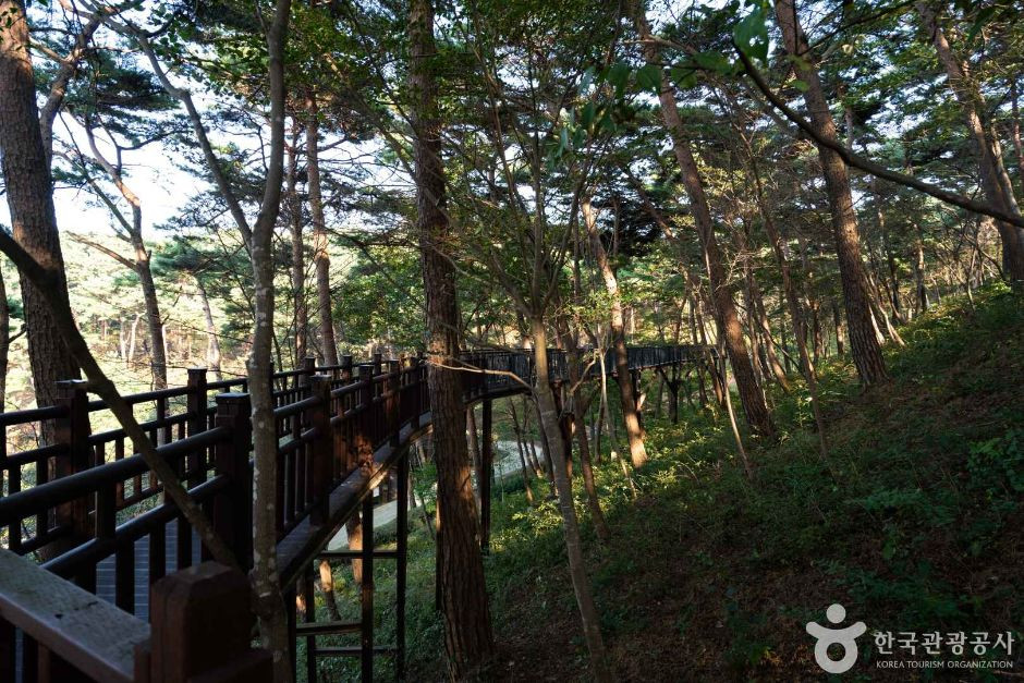 안면도자연휴양림 여행 추천 - 로드트립