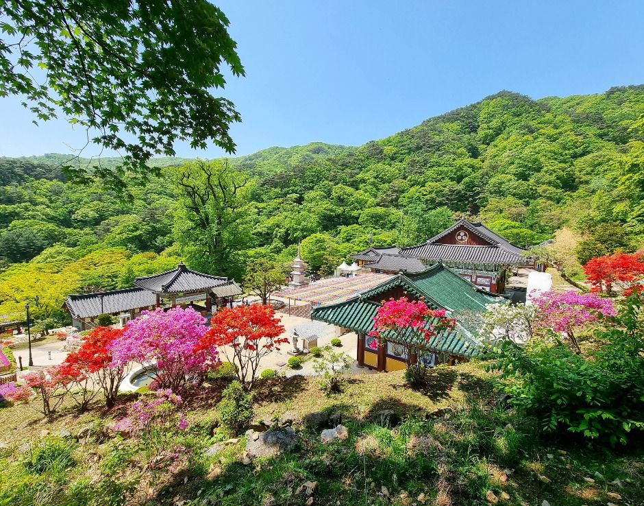 용문산관광단지 여행 추천 - 로드트립
