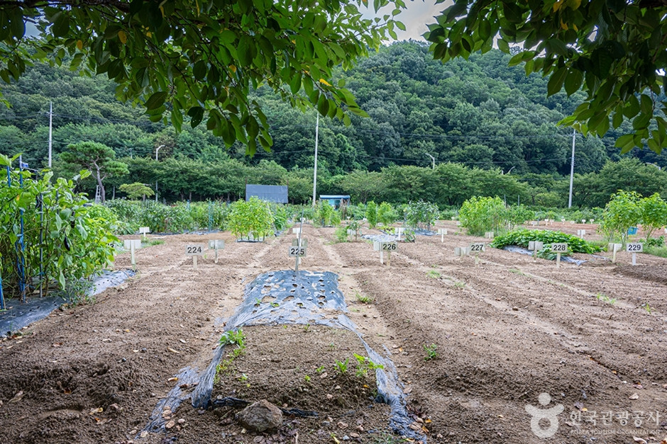 원두막주말농장 여행 추천 - 로드트립