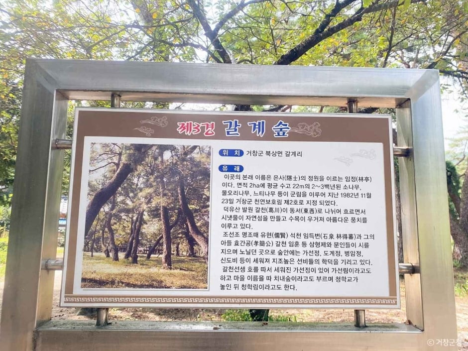 갈계숲 여행 추천 - 로드트립