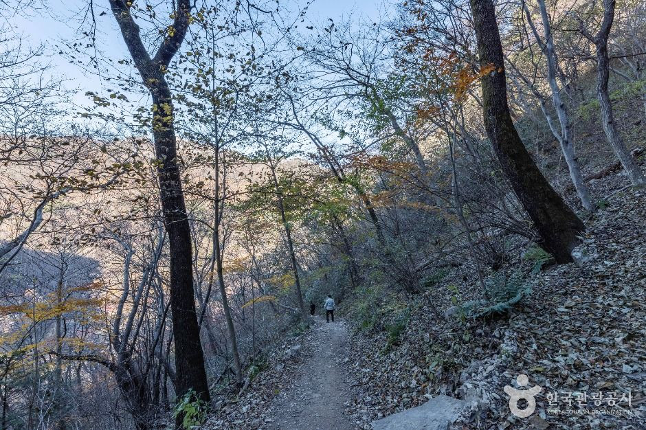 내장산 굴거리나무군락 여행 추천 - 로드트립