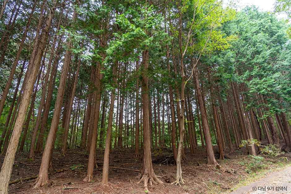 국립장성치유의숲(축령산삼나무편백숲) 여행 추천 - 로드트립