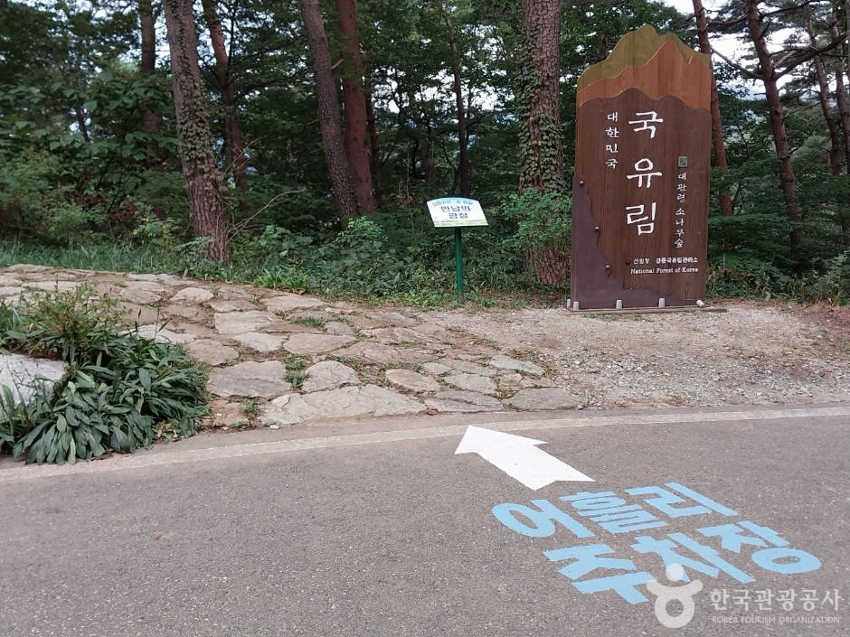 국립대관령자연휴양림 여행 추천 - 로드트립