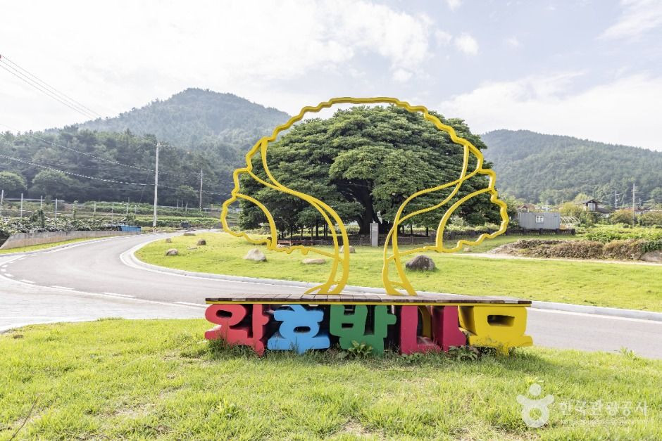 남해 창선도 왕후박나무 여행 추천 - 로드트립