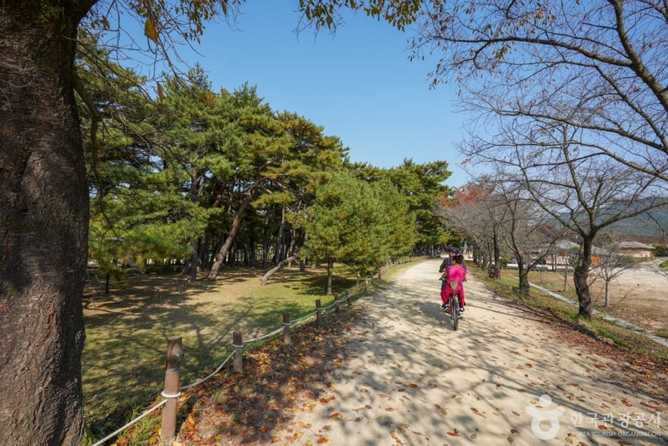 만송정 숲 여행 추천 - 로드트립