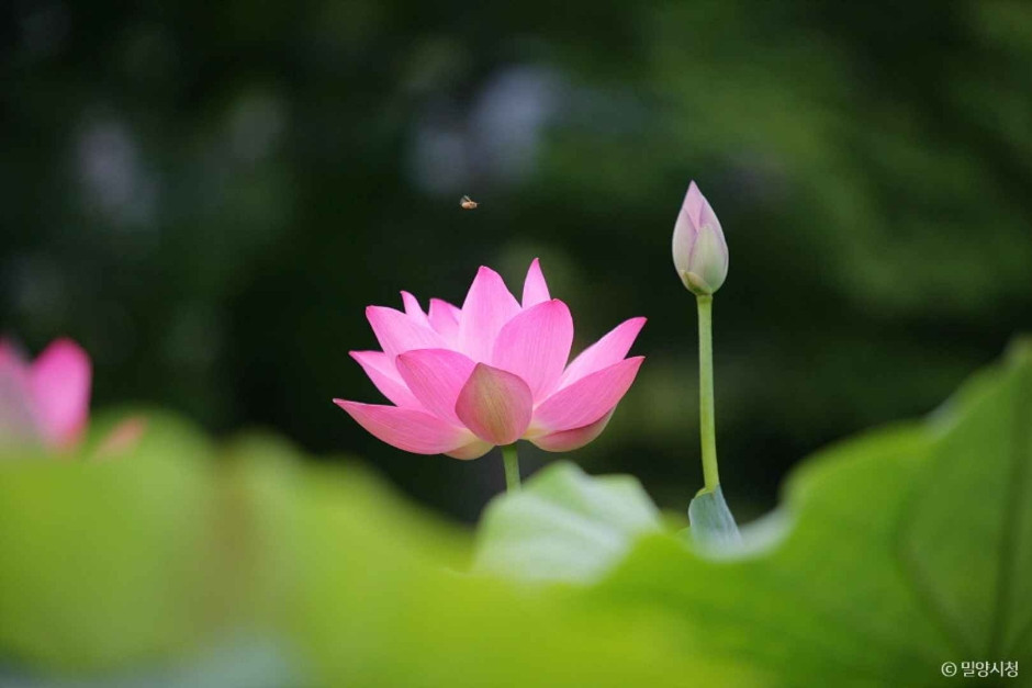 밀양연꽃단지 여행 추천 - 로드트립